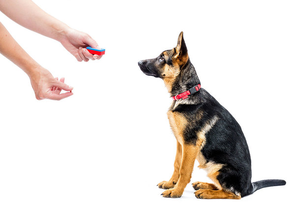 A trainer training a black dog - From A Dog's View